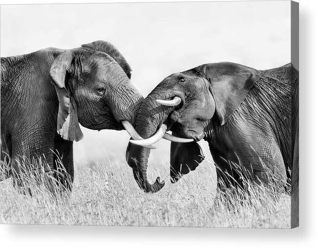 Elephant Acrylic Print featuring the photograph Elephant Fighting by Jun Zuo