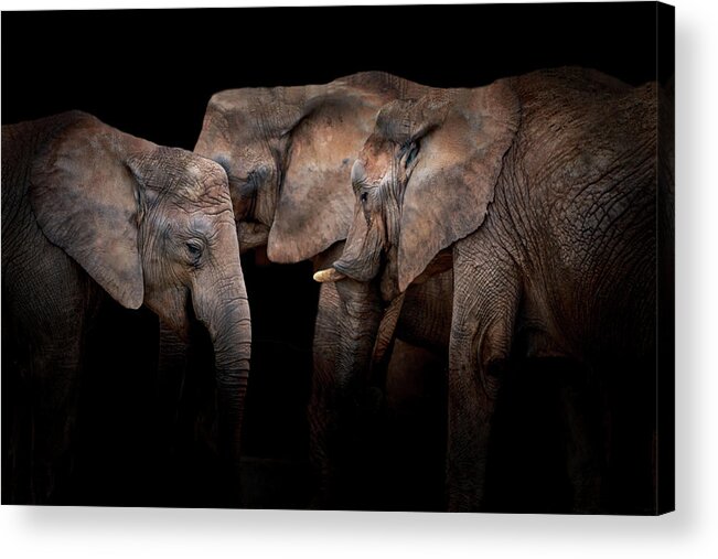 Dark Acrylic Print featuring the photograph Elephants by Vitor Martins