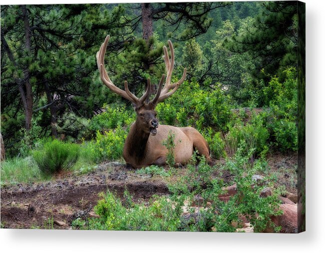 Elk Acrylic Print featuring the photograph Elk laughing at you by Dan Friend