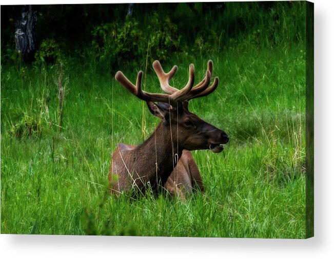 Elk Acrylic Print featuring the photograph Elk laying down chewing on grass by Dan Friend