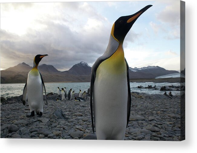 Emperor Penguin Acrylic Print featuring the photograph Emperor Penguin 1 by Simon Bottomley