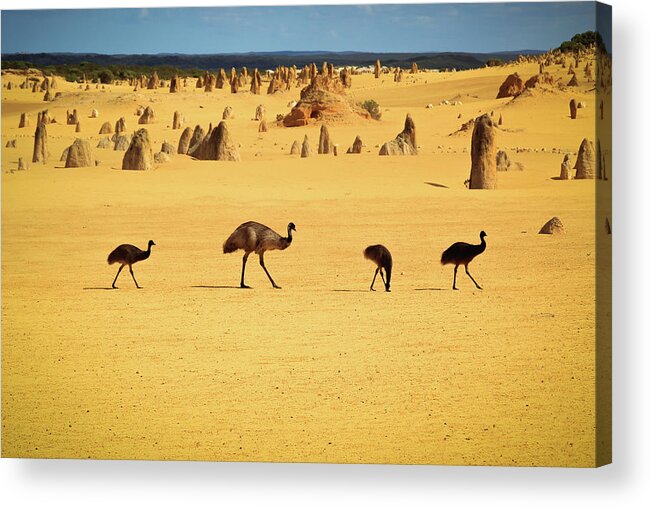 Nambung National Park Acrylic Print featuring the photograph Emus In Nambung National Park by Photography By Ulrich Hollmann