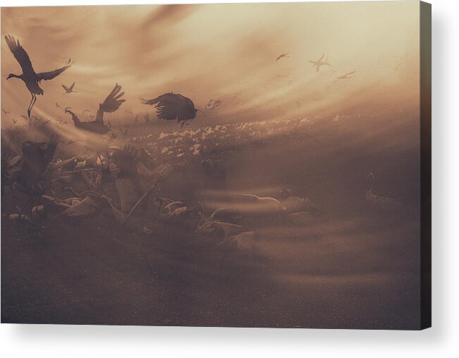 Cranes Acrylic Print featuring the photograph Escape by Keren Or