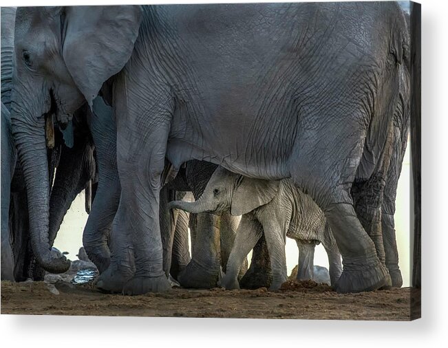 Elephant Acrylic Print featuring the photograph Escort by Raymond Ren Rong