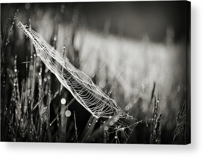 Black And White Acrylic Print featuring the photograph Everything by Michelle Wermuth