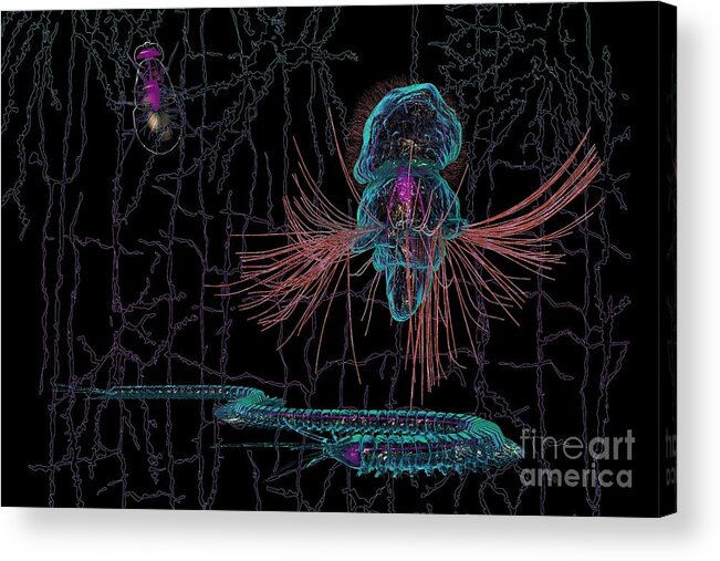 Animal Acrylic Print featuring the photograph Evolution Of Bilaterian Nerve Cords by Ella Maru Studio / Science Photo Library