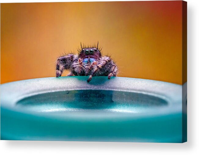 Jumping Spider?salticidae?arthropod Acrylic Print featuring the photograph Explore by Steven Zhou