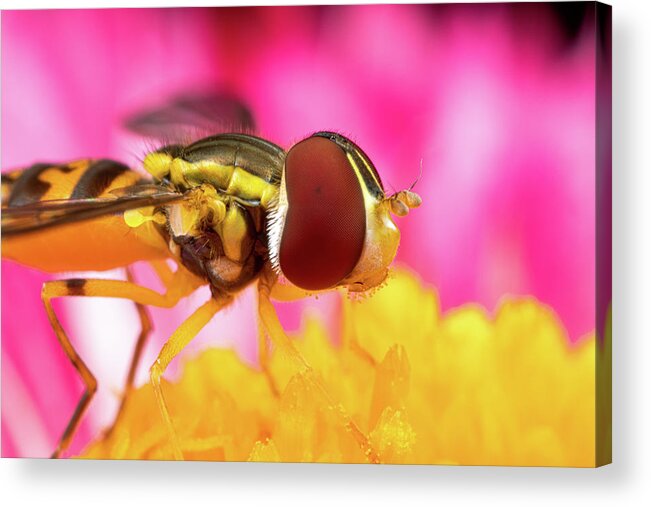 Macro Hoverfly Hover Fly Fly Flies Insect Extreme Macro Close-up Closeup Close Up Magnify Magnification Outside Outdoors Nature Flower Brian Hale Brianhalephoto Acrylic Print featuring the photograph Extreme Hoverfly by Brian Hale