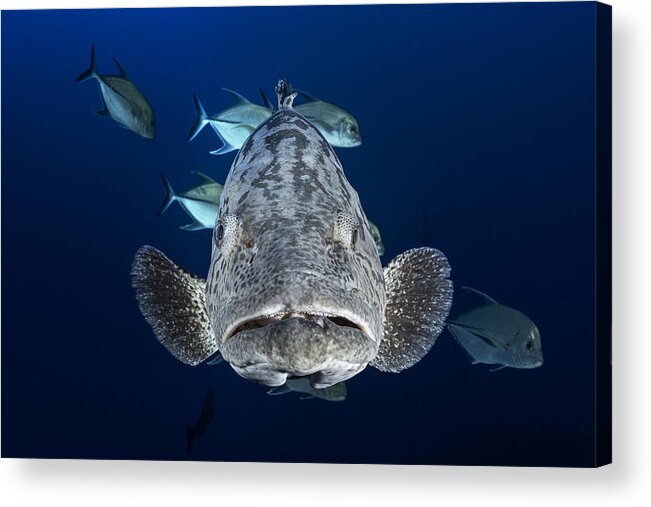 Black Acrylic Print featuring the photograph Face To Face With A Potato Grouper by Barathieu Gabriel