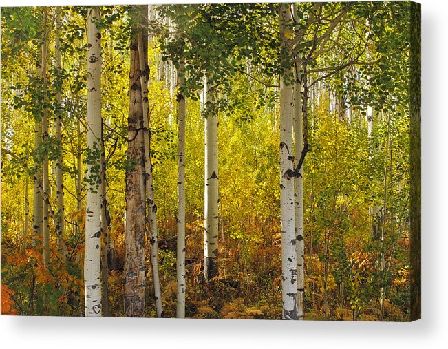 Fall Acrylic Print featuring the photograph Fall Aspens by Larry J. Douglas