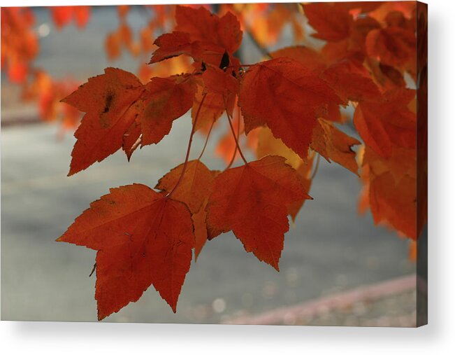Fall Acrylic Print featuring the photograph Fall in the Pacific Northwest by Leslie Struxness