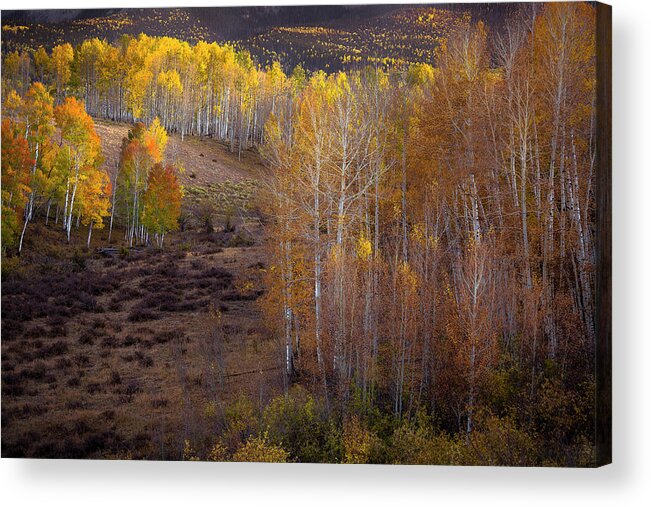 Fall Acrylic Print featuring the photograph Fall Meadow No.1 by The Forests Edge Photography - Diane Sandoval