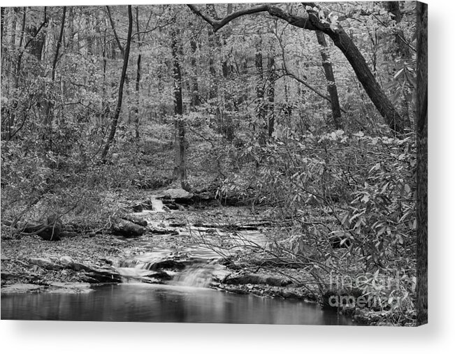 Jonathan Run Acrylic Print featuring the photograph Fall Under The Foliage Black And White by Adam Jewell