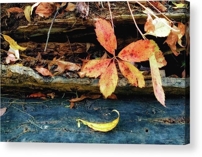 Fall Acrylic Print featuring the photograph Fallen Leaves by Juli Ellen