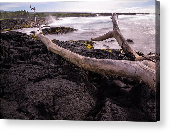 Punalu'u Acrylic Print featuring the photograph Fallen Tree at Punalu'u Beach by John Daly