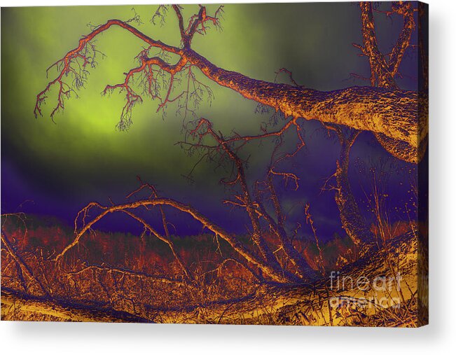 Tree Acrylic Print featuring the photograph Fallen Tree by Mike Eingle