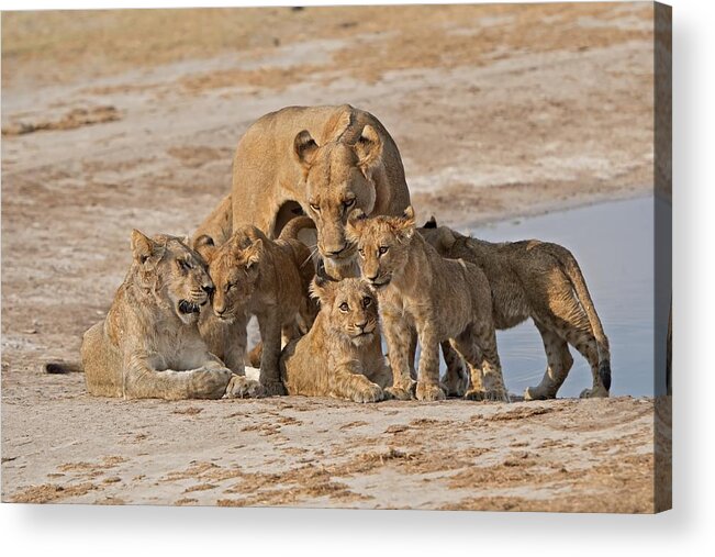Lions Acrylic Print featuring the photograph Family by Marco Pozzi