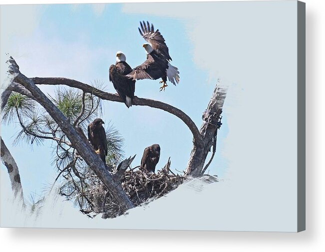 Bald Eagles Acrylic Print featuring the photograph Family Portrait SWFL Eagles by Liz Grindstaff