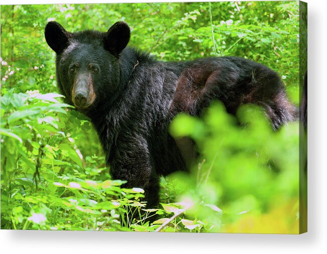 Bear Acrylic Print featuring the photograph Fancy Meeting You Here by Lara Ellis