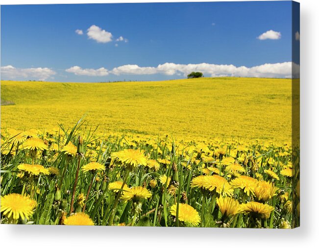 Sweden Acrylic Print featuring the photograph Farm Field With Dandelions, Osterlen by Johner Images