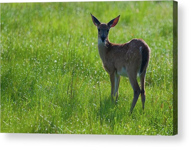 Fawn Acrylic Print featuring the photograph Fawn in Dewy Grass by T Lynn Dodsworth