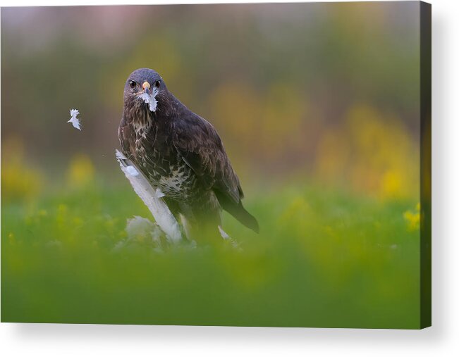 Nature Acrylic Print featuring the photograph Feathers by Alessandro Rossini