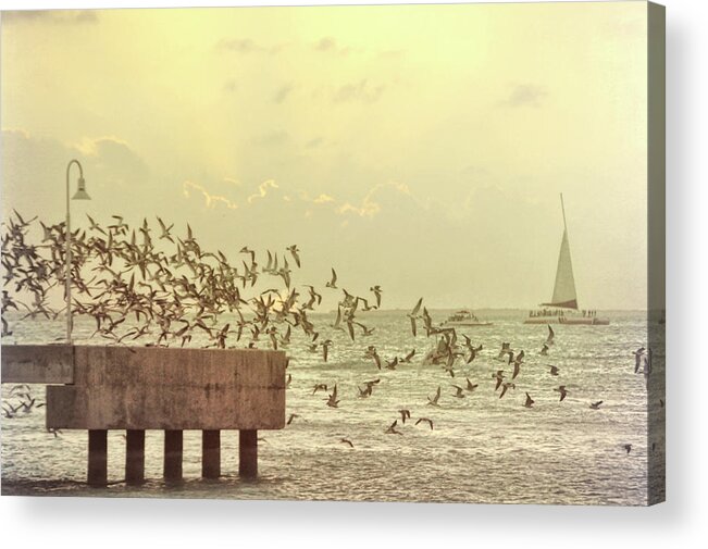 I Acrylic Print featuring the photograph Feeding Frenzy by Jamart Photography