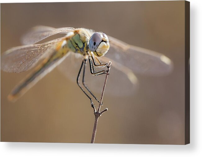 Greece Acrylic Print featuring the photograph Female Red-veined Darter by Stavros Markopoulos