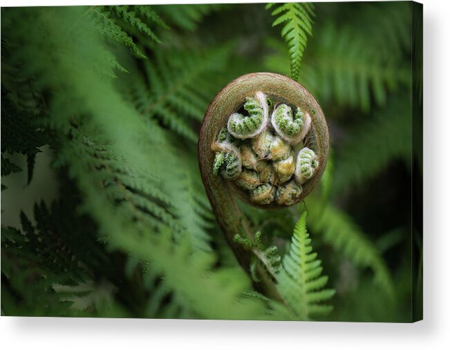 Fern Acrylic Print featuring the photograph Patiently Waiting by Shelby Erickson