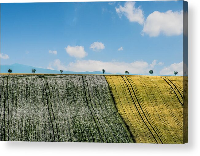 Wheat
Field
Moravia
Trees
Clouds
Minimalism Acrylic Print featuring the photograph Field In Moravia by Jay Zhu