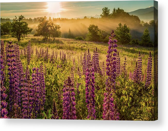 Amazing New England Artworks Acrylic Print featuring the photograph Fields Of Lupine by Jeff Sinon