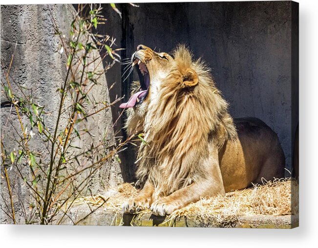 Lion Acrylic Print featuring the photograph Fierce Yawn by Kate Brown