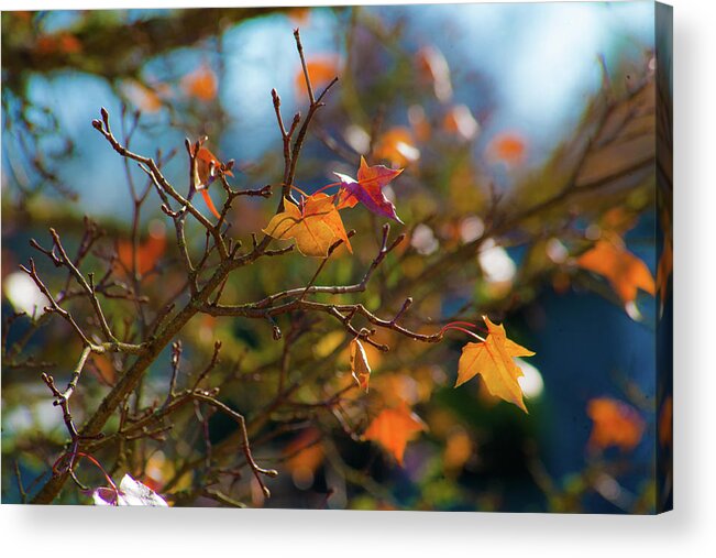 Fall Leaves Acrylic Print featuring the photograph Fiery Autumn by Bonnie Bruno