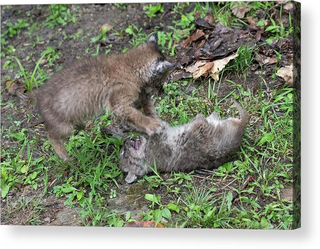 Bobcat Acrylic Print featuring the photograph Fight getting serious for the babies by Dan Friend