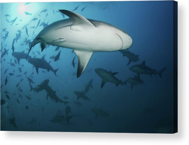 Animal Themes Acrylic Print featuring the photograph Fiji Sharks by Nature, Underwater And Art Photos. Www.narchuk.com