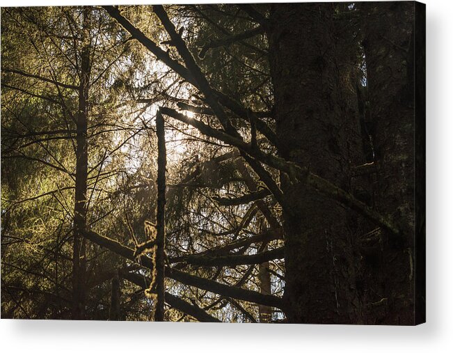 Sunlight Acrylic Print featuring the photograph Filtered by Kristopher Schoenleber