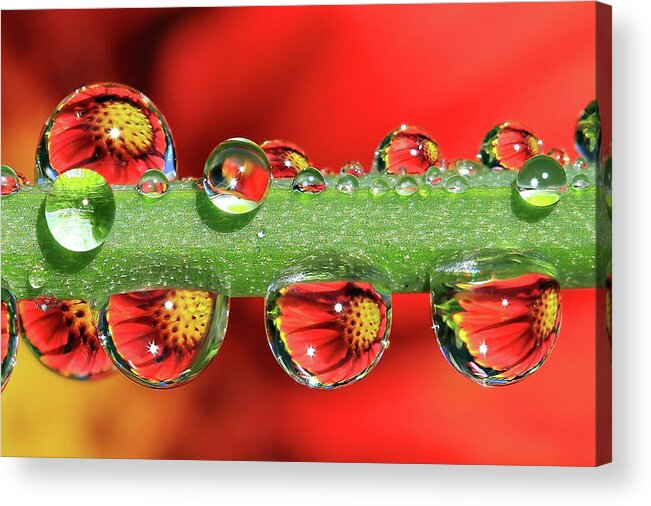 Water Drops Acrylic Print featuring the photograph Firey Drops by Gary Yost