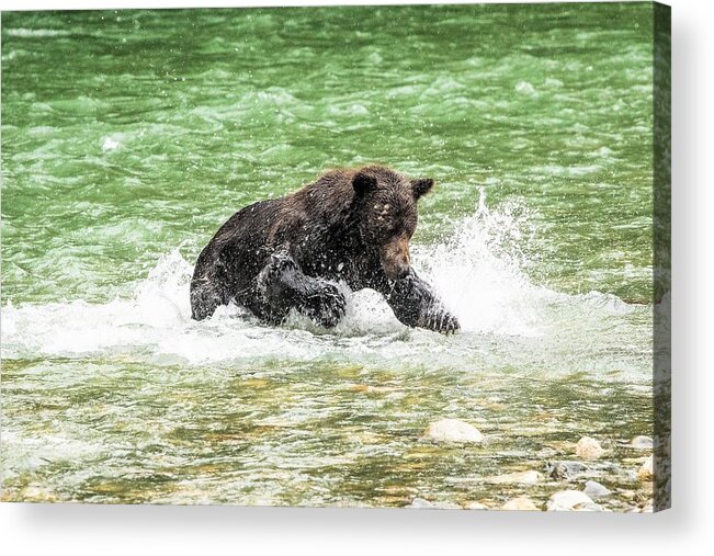 Grizzly Bear Acrylic Print featuring the photograph Fishing Grizzly Bear by Michelle Pennell
