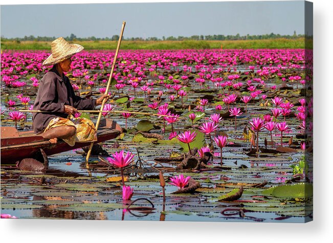 Art Acrylic Print featuring the photograph Fishing in the Red Lotus Lake by Jeremy Holton