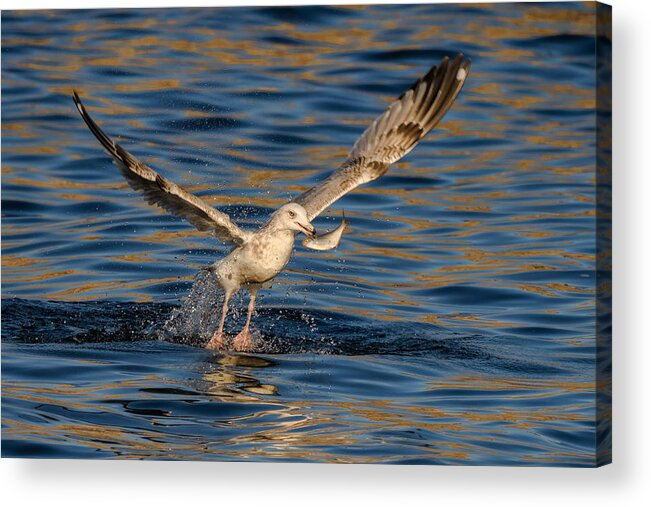 Seagull Acrylic Print featuring the photograph Fishing On The Golden River by John Fan