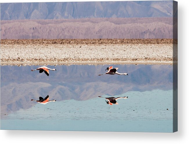Standing Water Acrylic Print featuring the photograph Flamencos In The Mirror by Obliot
