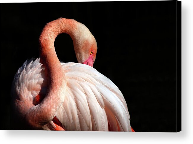 Long Acrylic Print featuring the photograph Flamingo by Lucynakoch