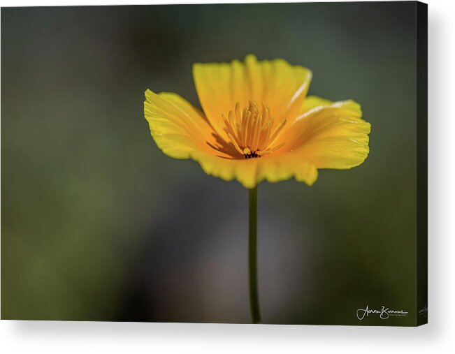 Mexican Gold Poppy Acrylic Print featuring the photograph Flat Poppy by Aaron Burrows