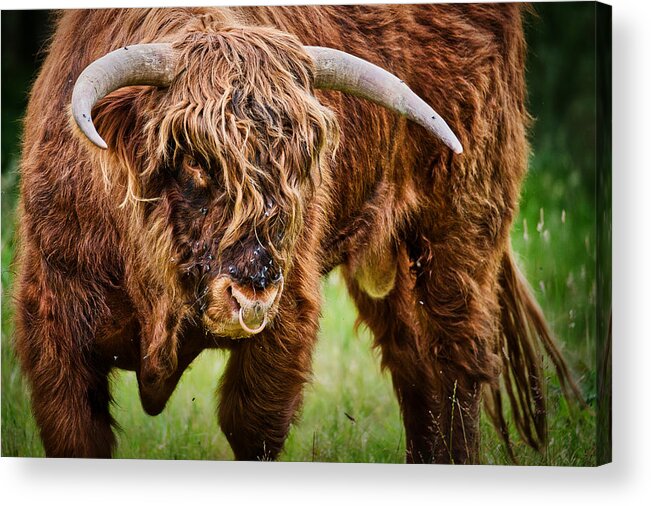 Scotland Acrylic Print featuring the photograph Flies on a Highland Cow - Scotland by Stuart Litoff