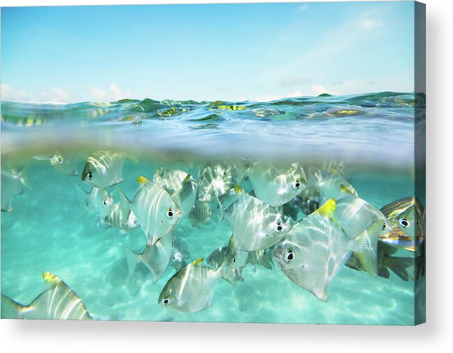 Underwater Acrylic Print featuring the photograph Flock Of Fish Under And Above Water by Danilovi