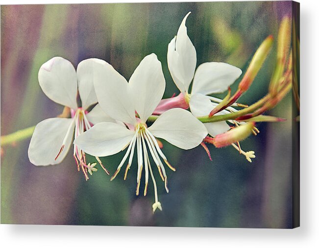 Flowers Acrylic Print featuring the photograph Floral Palette II by Leda Robertson