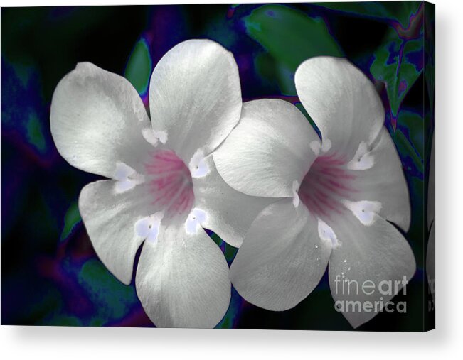 Floral Acrylic Print featuring the photograph Floral Photo A030119 by Mas Art Studio