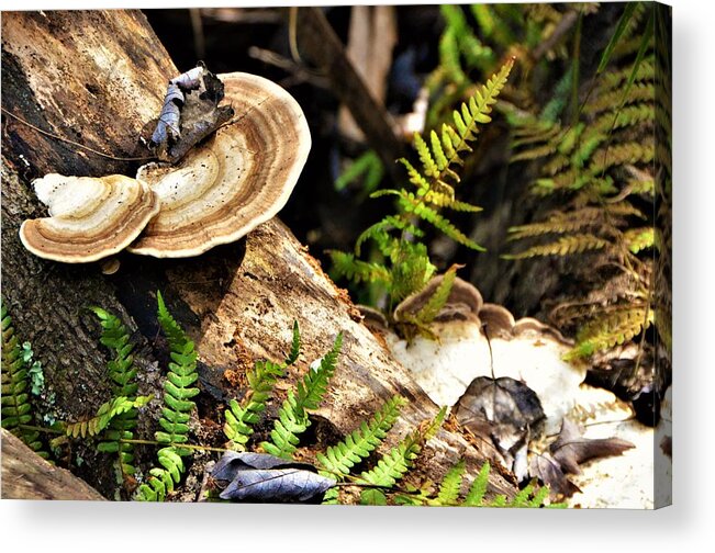 Mushrooms Acrylic Print featuring the photograph Florida forest by Chuck Brown