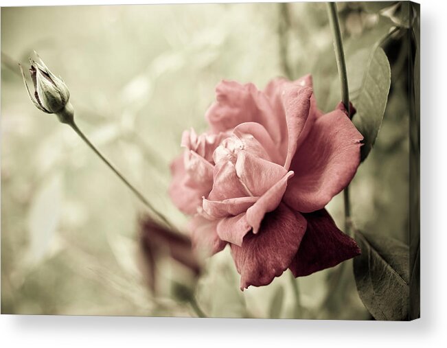 Flowerbed Acrylic Print featuring the photograph Flower In The Garden by Michellegibson