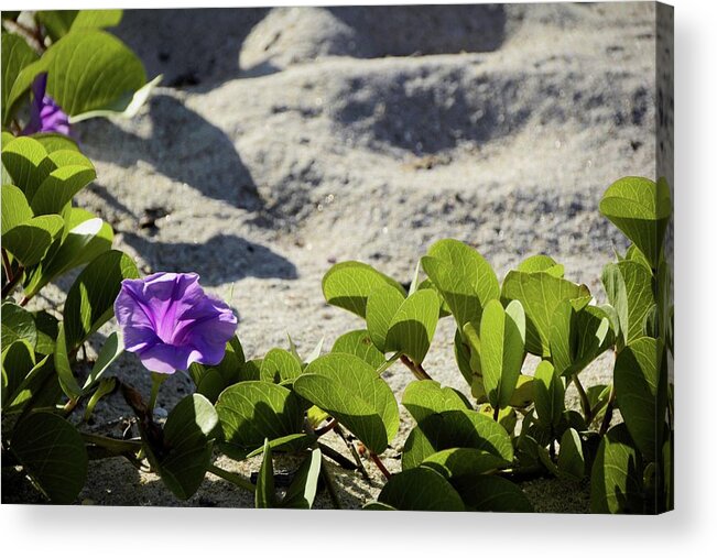 Railroad Vine Acrylic Print featuring the photograph Flower of the Sand by T Lynn Dodsworth